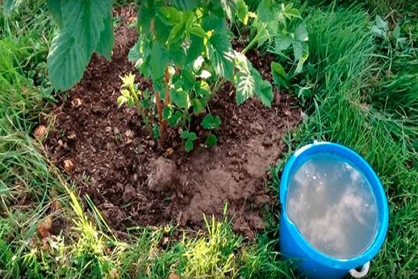 удобрение в ведре