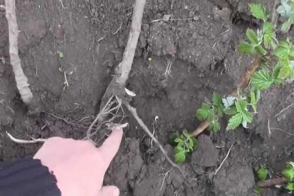 корневые отводки