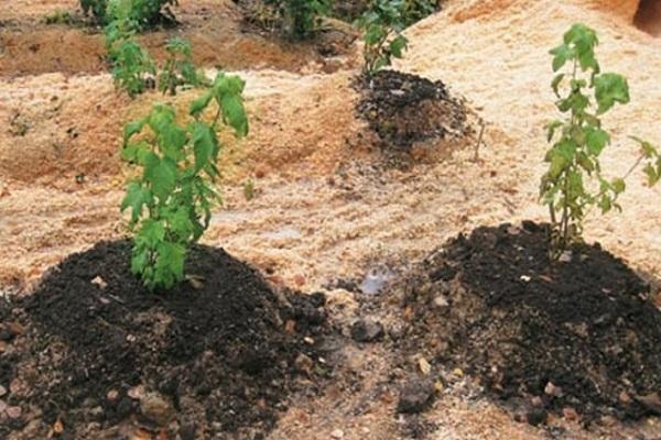 молодые кусты