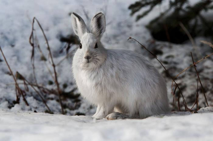 как зимуют зайцы