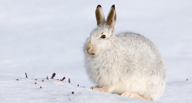 где зимует заяц