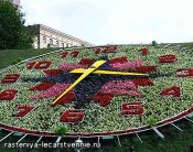 По каким цветам, растениям можно определить погоду