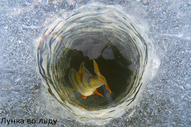 Какое давление для рыбалки лучше зимой: лучшая погода, направление ветра