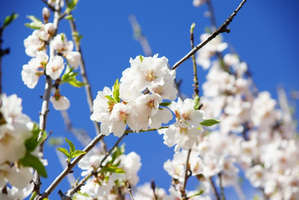 Белые цветы черемухи на канарских островах