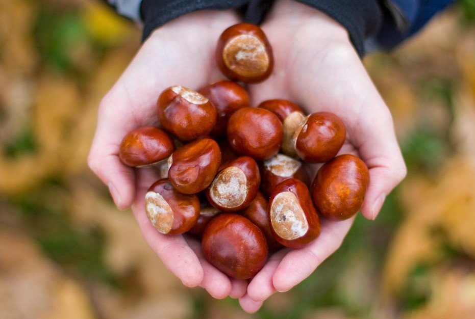 Хранить дома каштан - поверья