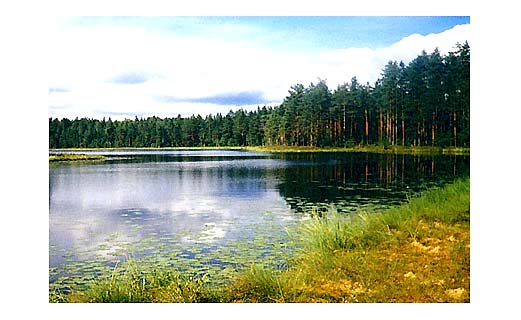 Не лучшая погода для ловли летом леща фотография