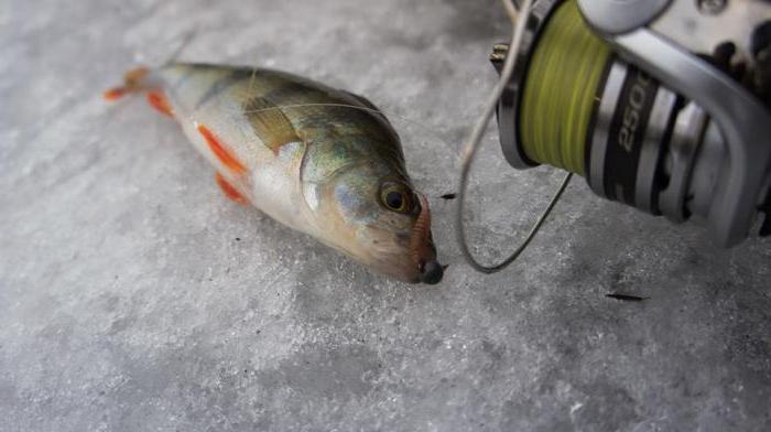 прогноз клева запорожье