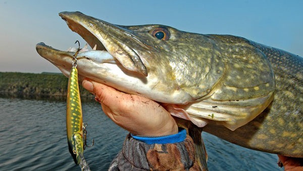 Щука осенью