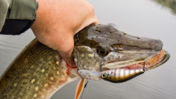 Рыбак держит щуку