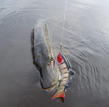 Воблер и щука