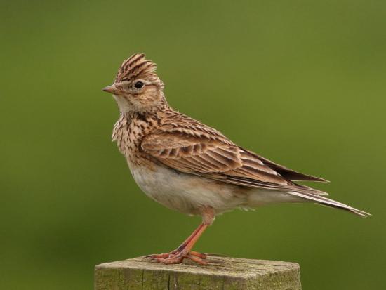 Погода на весну