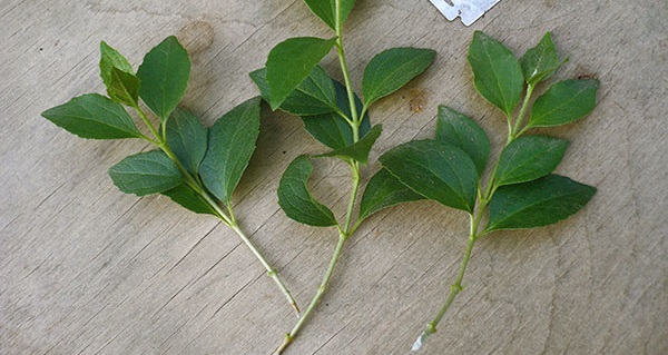 комнатный цветок жасмин как ухаживать