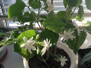 цветок жасмин фото комнатный