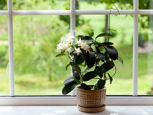 комнатное растение жасмин