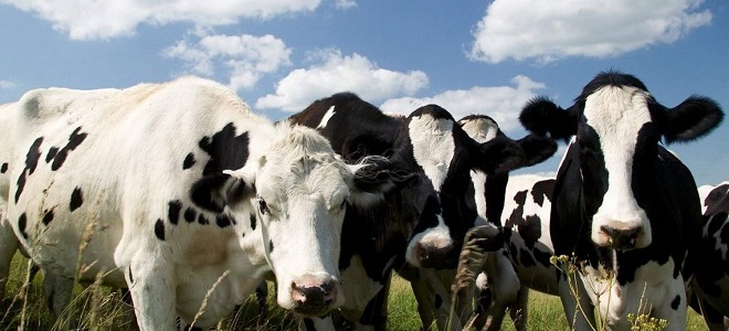 коровы теснятся в стаде примета