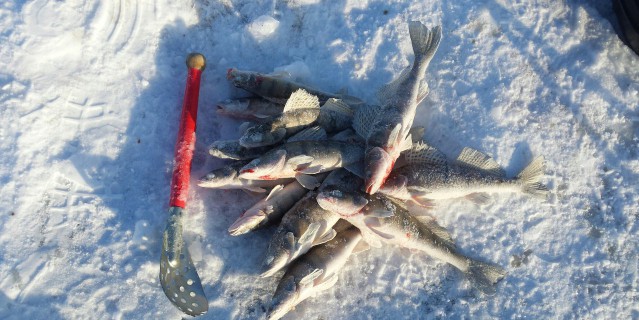 Рыба на Каме