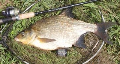 Наживки для ловли крупного леща весной и осенью