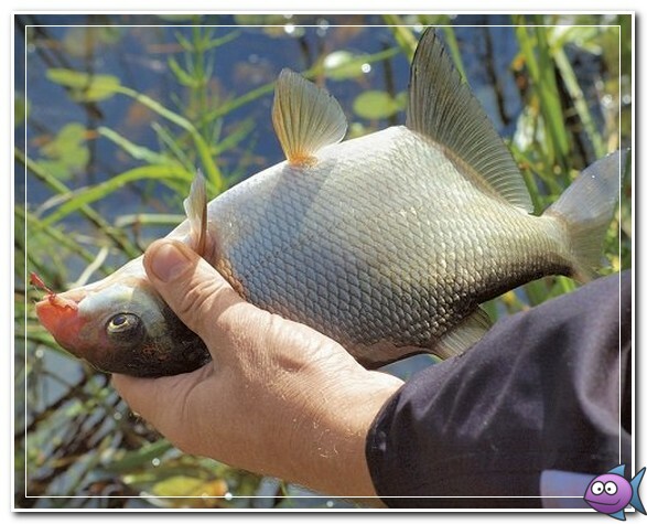 ловля леща на поплавок