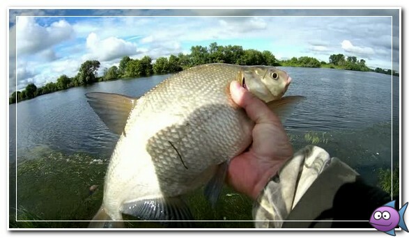 ловим леща в июне