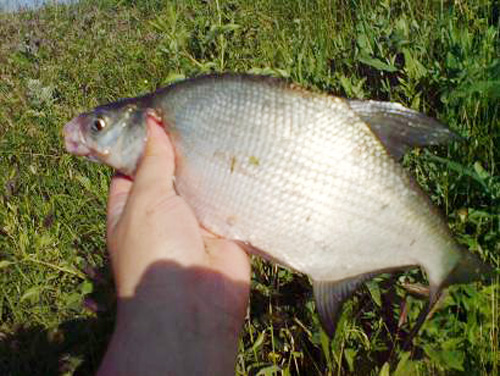 Достойный противник