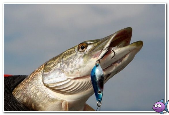 щука в декабре на блесну