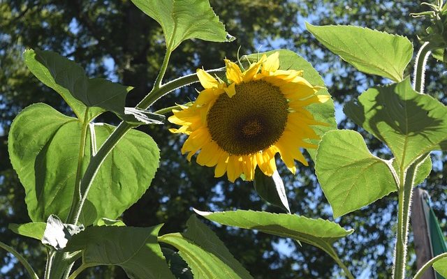 Народные приметы августа