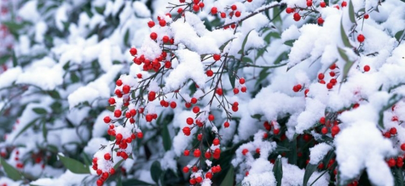 Народные приметы на 1 декабря – Роман Зимоуказатель, что можно и что нельзя в первый день зимы