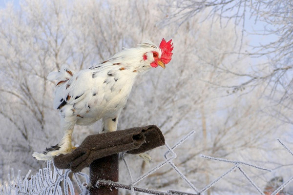 Народные приметы февраля на каждый день
