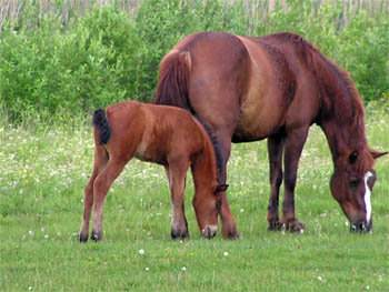 Народные приметы июня