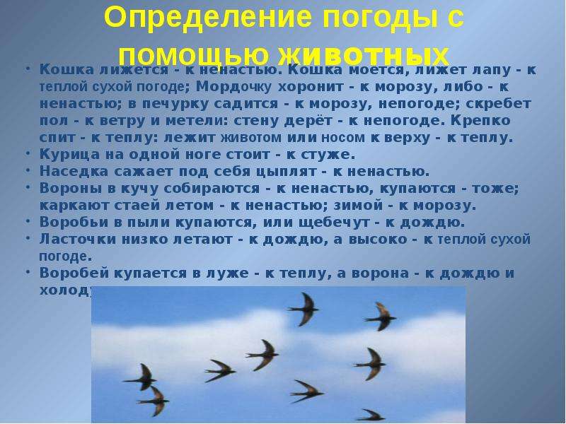 Народные приметы как средство определения погоды - презентация к уроку Окружающий мир, слайд №17