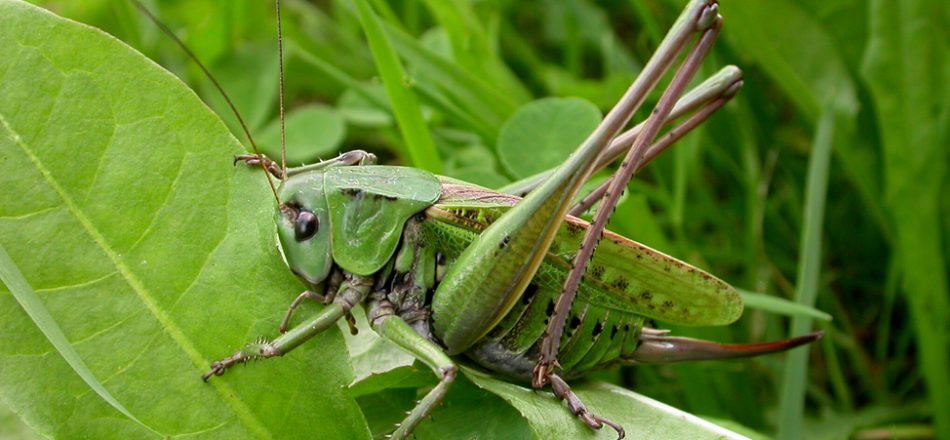 народные приметы лета