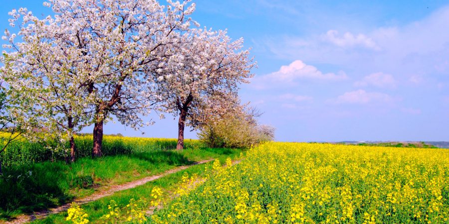 приметы о лете