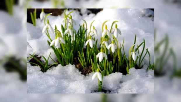 подснежники