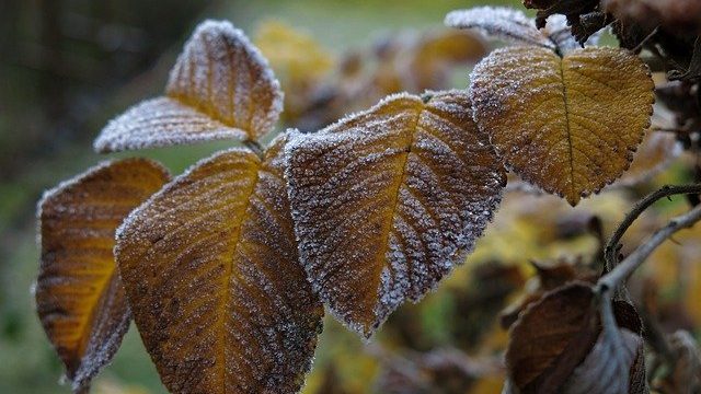 Иней в ноябре