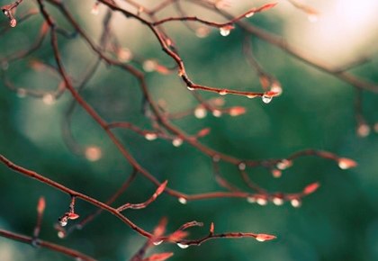 почки весной