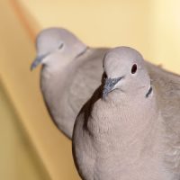 Птица залетела в окно примета