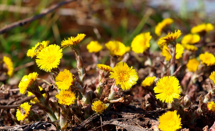 цветение мать-и-мачехи