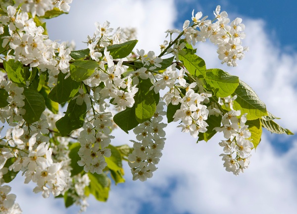 Приметы о погоде с участием растений