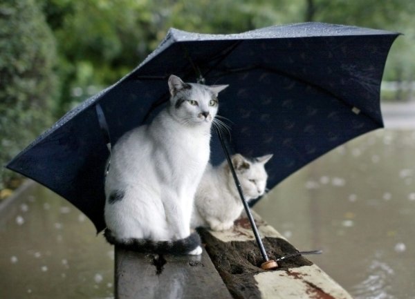 Народные приметы о погоде