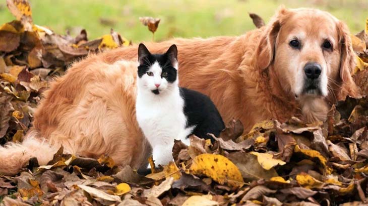 Кот и собака в осеннем саду