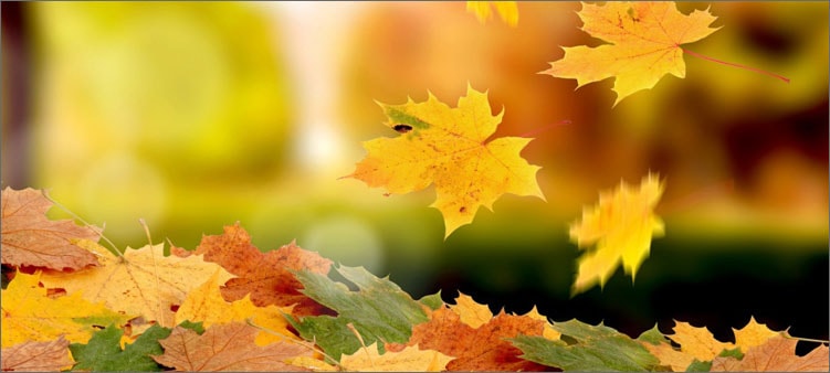 листья-падают