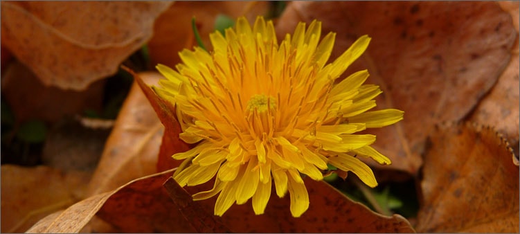 осенний-одуванчик