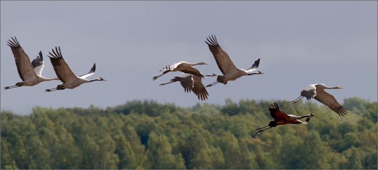 журавли-летят