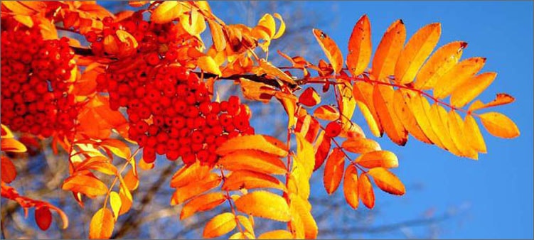 ягоды-рябины