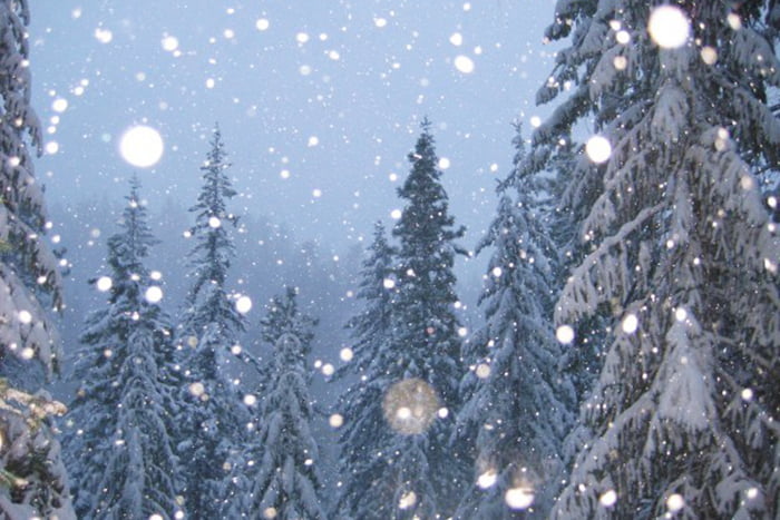 Зимняя ночь в лесу