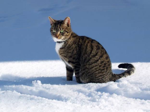 Приметы зимы