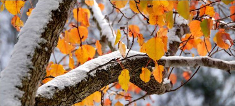 снег-выпал-осенью