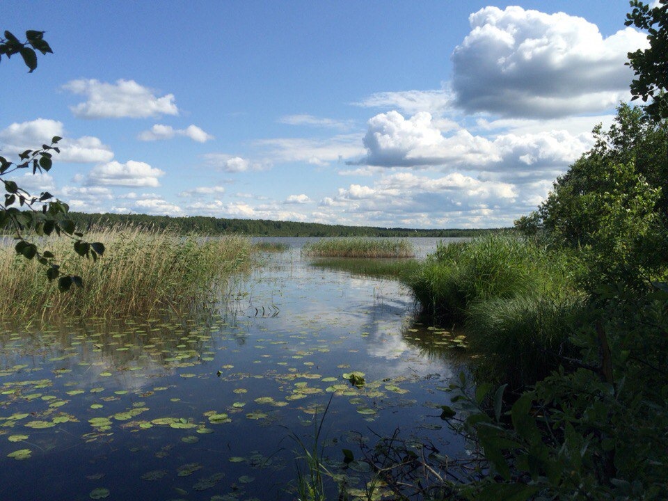 Заводь озера Судачье