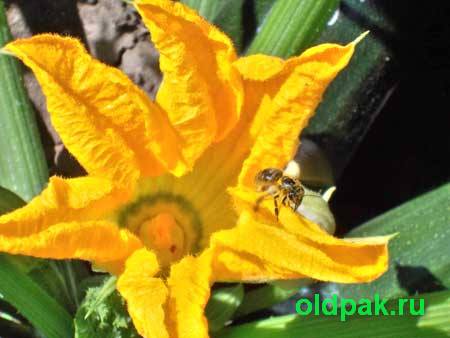 Народные приметы июля о погоде