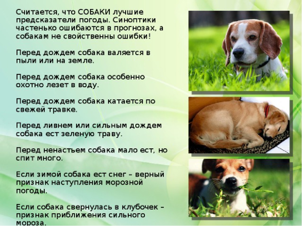 Животные – синоптики. Прогноз погоды от домашних питомцев